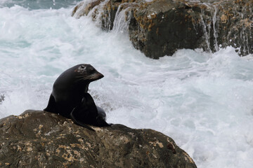 Neuseeländischer Seebär / New Zealand fur seal / Arctocephalus forsteri