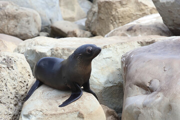 Neuseel&auml;ndischer Seeb&auml;r / New Zealand fur seal / Arctocephalus forsteri.