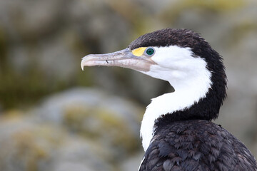 Elsterscharbe / Australian pied cormorant / Phalacrocorax varius