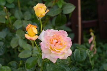 Fresh rose blossoms with lush green leaves