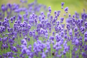 麓郷展望台で見るラベンダー