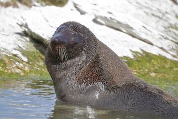 Obraz premium Neuseeländischer Seebär / New Zealand fur seal / Arctocephalus forsteri