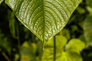 Beautiful natural green leaf textures