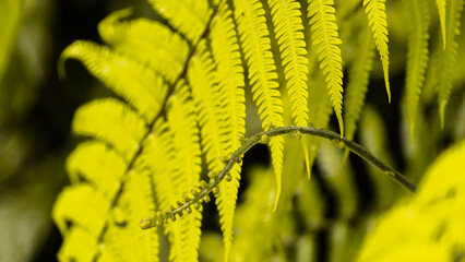 Beautiful natural green leaf textures