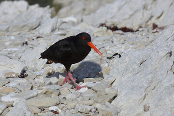 Neuseeländischer Austernfischer / Variable oystercatcher / Haematopus unicolor