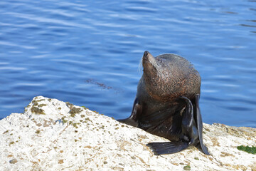 Neuseeländischer Seebär / New Zealand fur seal / Arctocephalus forsteri