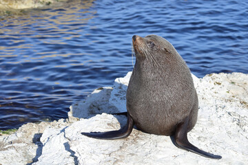 Neuseeländischer Seebär / New Zealand fur seal / Arctocephalus forsteri