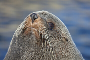 Neuseeländischer Seebär / New Zealand fur seal / Arctocephalus forsteri