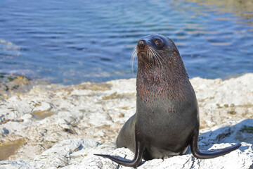 Neuseeländischer Seebär / New Zealand fur seal / Arctocephalus forsteri