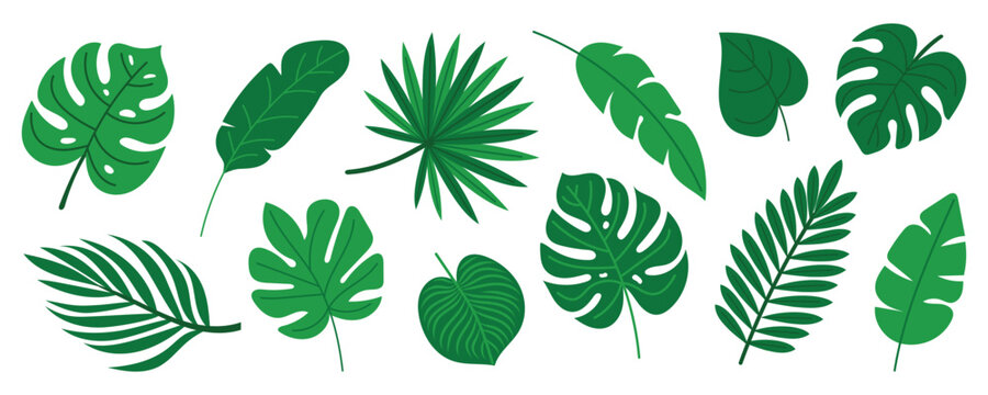 Tropical leaves collection in flat style. Exotic green jungle foliage elements. Monstera, banana, palm, calathea leaves. Summer nature clipart isolated on white background. Vector illustration.