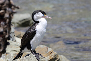 Elsterscharbe / Australian pied cormorant / Phalacrocorax varius