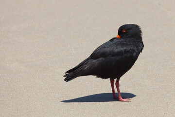 Neuseeländischer Austernfischer / Variable oystercatcher / Haematopus unicolor
