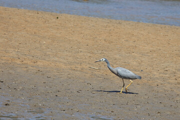 Weißwangenreiher / White-faced or white-fronted heron / Egretta novaehollandiae