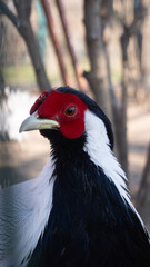 Black and white poultry with red face close up