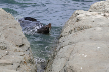 Neuseeländischer Seebär / New Zealand fur seal / Arctocephalus forsteri