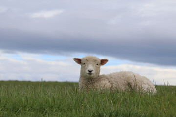Romneyschaf / Romney sheep / Ovis.
