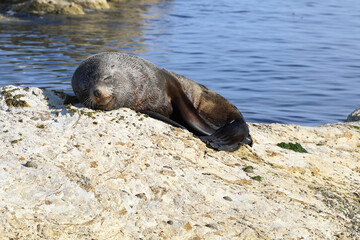 Neuseeländischer Seebär / New Zealand fur seal / Arctocephalus forsteri