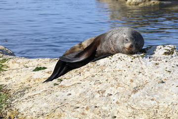 Neuseeländischer Seebär / New Zealand fur seal / Arctocephalus forsteri