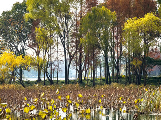 Tranquil Autumn Reflections on a Peaceful Lake Landscape