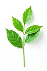 White background with a single stem and leaves, nature, botanical, green