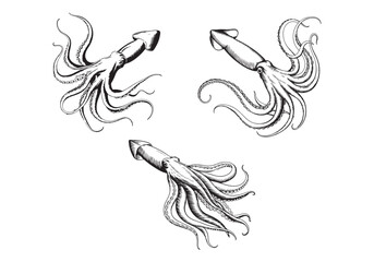 Black and white sketch style squid illustrations with detailed tentacles and body designs.