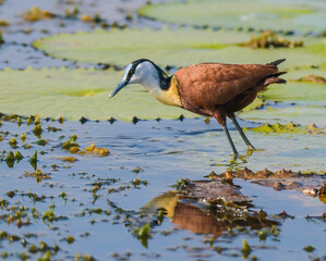 African Jacana - Actophilornis africanus is a wader bird taken in a South African game reserve