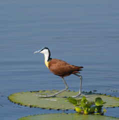 African Jacana - Actophilornis africanus is a wader bird taken in a South African game reserve