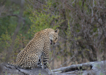 Leopard a big five during safari in Kruger national park