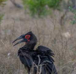 Southern ground hornbill in Kruger national park