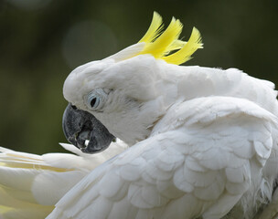 Isolated white cockatoo portrait taken in bird garden fourways