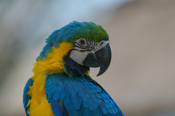 Blue and yellow macaw (Ara ararauna) an exotic bird