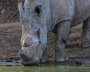 White Rhino drinking water from kwa maritane hide in Pilanesberg national park