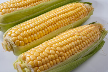 Fresh yellow ripe sweet raw corn, sugar corn or pole corn, variety of maize, uncooked