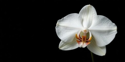 White orchid with delicate petal on a black background, black, botanical, delicate