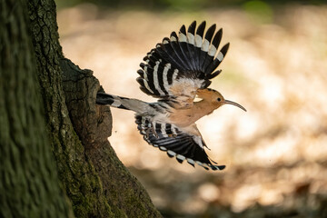 Eurasian Hoopoe (Upupa epops). Upupidae Flying out of tree nest hole. Forest habitat. Strong light and wing spread create a powerful visual rhythm. © Petr Šimon