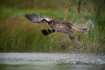 Osprey (Pandion haliaetus). Pandionidae emerges swiftly from water. Freshwater wetland with blurred grasses. The splashing droplets enhance the drama of the hunt.