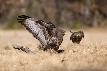 Common Buzzard (Buteo buteo). Buteo buteo Lands Aggressively. Dry grassland with blurred trees. Energy and tension burst as two buzzards compete over territory.