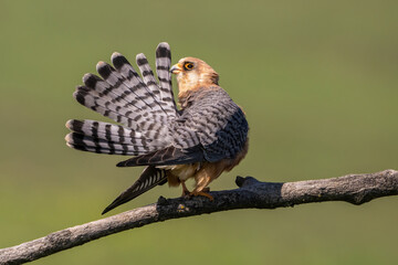 Red-footed Falcon (Falco vespertinus). Falconus vespertinus Preens Tail Feathers. Lone perch in grassy plain. Delicate feather fanning reveals elegant structure and subtle beauty.