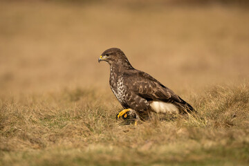 Common Buzzard (Buteo buteo). Buteo buteo Stalks Through Dry Grass. Flat meadow in full sun. Focused stride through golden tones makes the moment quietly intense.