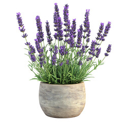 Fototapeta premium Lavender Plant in Pot Isolated on Transparent Background