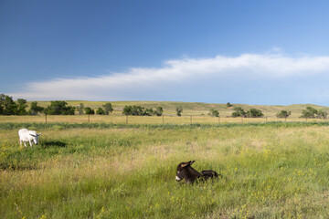 Black wild burro foal in tall grass
