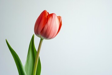 Elegant Red Tulip Blossom Against Soft White Background Still Life