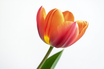 Obraz premium Close Up of a Single Tulip Flower with Red and Orange Petals