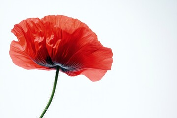 Single Red Poppy Flower in Translucent Bloom Against White Background