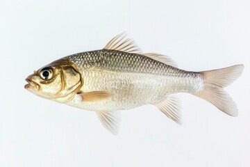 Fototapeta premium Isolated Freshwater Fish Swimming in Clean Water for Culinary or Science