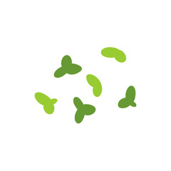 Duckweed lemna minor illustration 