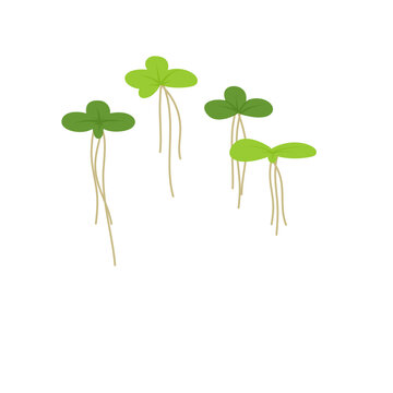 Duckweed lemna minor illustration 