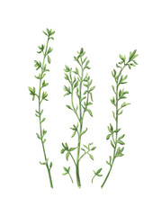 Green thyme herbal plant isolated on white background. Aromatic kitchen herbs. Hand drawn watercolor illistration for your menu, botanical elements for print card, health ingredient plant.