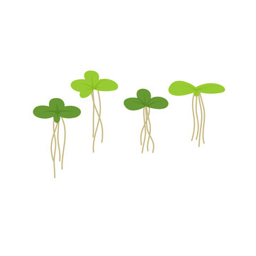 Duckweed lemna minor illustration 