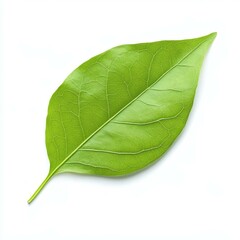 Fototapeta premium A fresh green leaf delicately rests on a clean white background, showcasing natures beauty in simplicity.